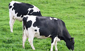 Vestkorn Pea fibre feed and protein and faba protein and pea starch and faba starch and faba fibres in Feed for cattle farms business to business