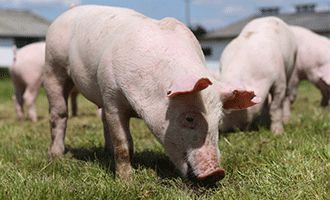 Vestkorn Pea fibres feed and protein and faba protein and pVestkorn Pea fibres feed and protein and faba protein and pea starch and faba starch and faba fibres in Feed for pig farms business to business