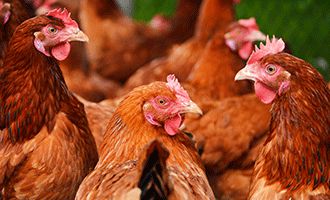 Vestkorn Pea fibre feed and protein and faba protein and pea starch and faba starch and faba fibres in Feed for poultry farms business to business