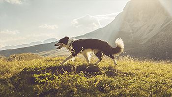 applications in pet food ingredients Vestkorn produces a variety of pet food ingredients, all 100% natural Vestkorn natural ingredients since 1855