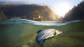 applications in feed ingredients Vestkorn produces a variety of feed ingredients, all 100% natural Vestkorn natural ingredients since 1855