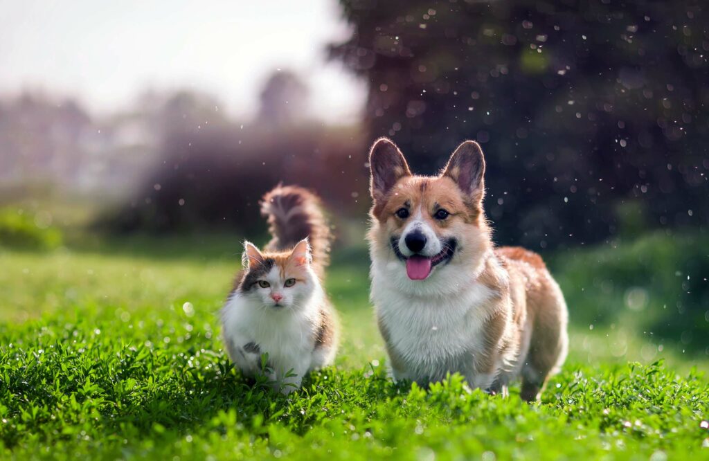 Happy cat and dog out in the nature