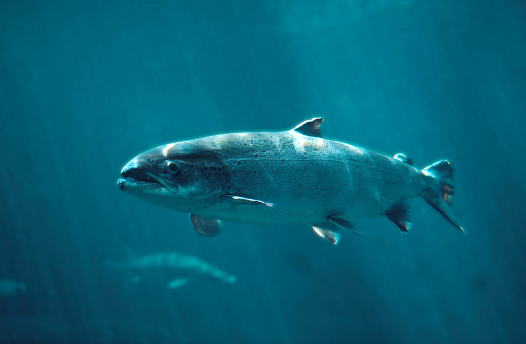 Salmon swimming